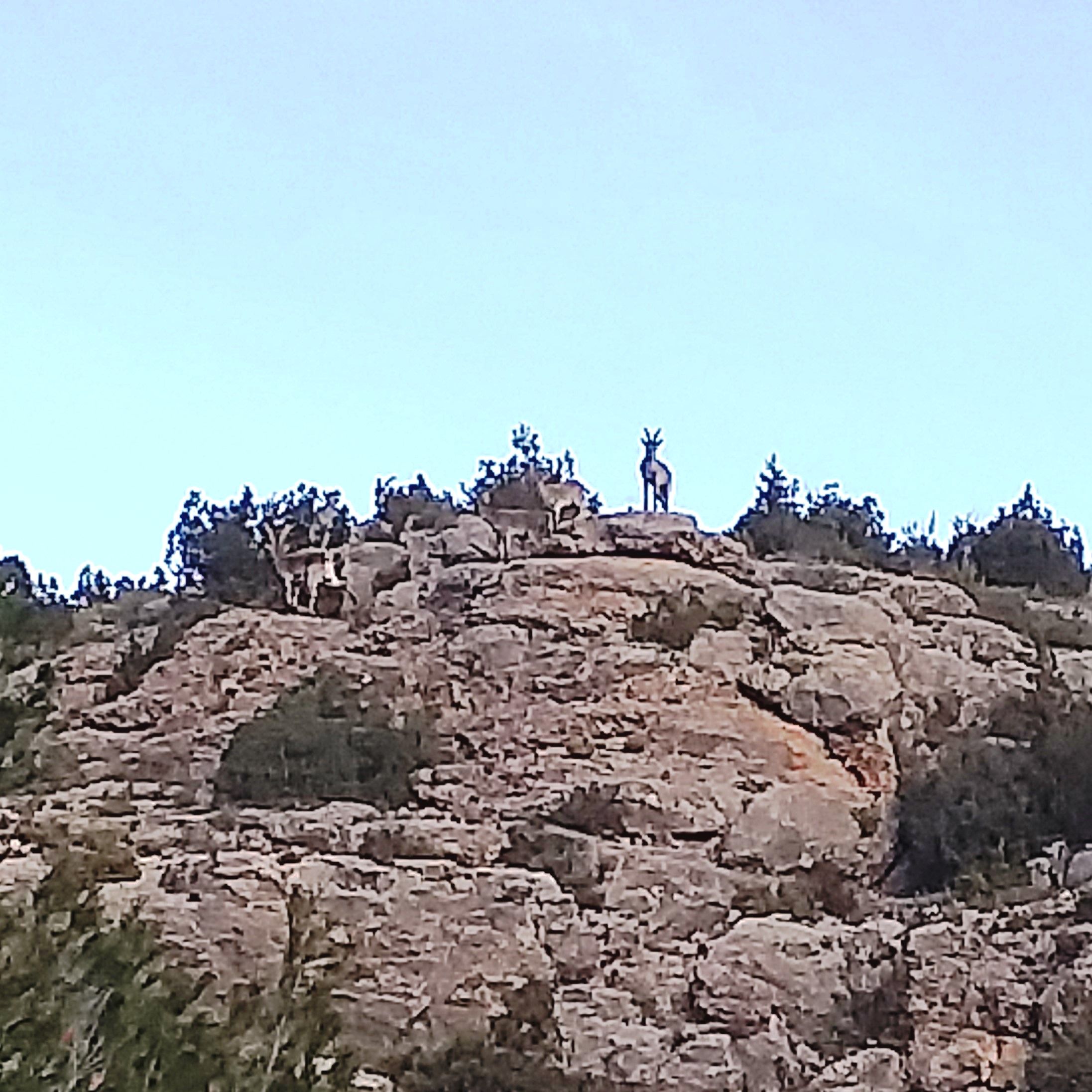 Cabra montesa en Tramacastiel - Hostería La Barbacana